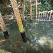 ヒメ日記 2025/08/07 09:32 投稿 川島 変態美熟女お貸しします。