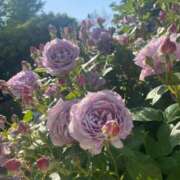 ヒメ日記 2025/08/14 09:47 投稿 川島 変態美熟女お貸しします。