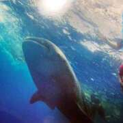 ヒメ日記 2026/01/29 23:55 投稿 川島 変態美熟女お貸しします。