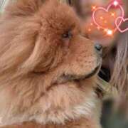 ヒメ日記 2026/04/12 06:55 投稿 川島 変態美熟女お貸しします。