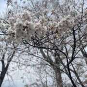 ヒメ日記 2025/04/06 18:48 投稿 みさき モアグループ大宮人妻花壇