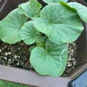 ヒメ日記 2025/06/29 18:18 投稿 みさき モアグループ大宮人妻花壇