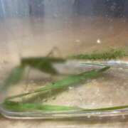 ヒメ日記 2025/07/14 21:06 投稿 みさき モアグループ大宮人妻花壇