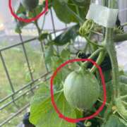 ヒメ日記 2025/07/29 19:36 投稿 みさき モアグループ大宮人妻花壇