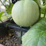 ヒメ日記 2025/08/02 20:33 投稿 みさき モアグループ大宮人妻花壇