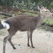 ヒメ日記 2025/11/27 17:02 投稿 あつこ 熟女の風俗最終章 本厚木店