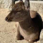 ヒメ日記 2026/01/24 15:12 投稿 あつこ 熟女の風俗最終章 本厚木店