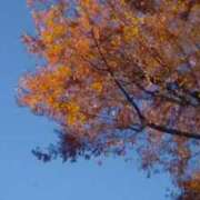 ヒメ日記 2025/11/28 13:20 投稿 なみ 奥様特急　池袋・大塚店