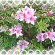 ヒメ日記 2026/04/09 14:00 投稿 なみ 奥様特急　池袋・大塚店