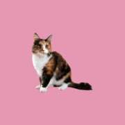 ヒメ日記 2026/01/04 18:38 投稿 ありす 静岡♂風俗の神様 静岡店