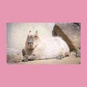 ヒメ日記 2026/03/15 21:28 投稿 ありす 静岡♂風俗の神様 静岡店