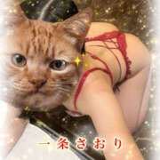 ヒメ日記 2026/03/07 10:30 投稿 一条さおり YESグループ水戸　華女