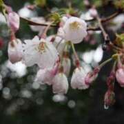 ヒメ日記 2025/03/29 23:33 投稿 碧(あおい) ロケットワイフ