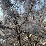 ヒメ日記 2026/03/29 21:57 投稿 碧(あおい) ロケットワイフ