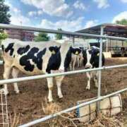 ヒメ日記 2025/08/04 12:23 投稿 みくる 熟女の風俗最終章 八王子店