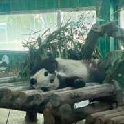 ヒメ日記 2025/01/16 08:28 投稿 あおい☆ CLUB PIAA