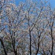 ヒメ日記 2025/04/02 13:09 投稿 あおい☆ CLUB PIAA