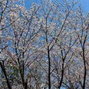 ヒメ日記 2025/04/02 13:16 投稿 あおい☆ CLUB PIAA