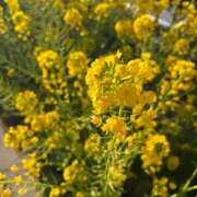 ヒメ日記 2026/02/22 09:45 投稿 あおい☆ CLUB PIAA