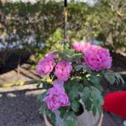 ヒメ日記 2025/03/19 09:51 投稿 矢野 かすみ SUMIRE