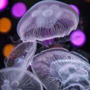 ヒメ日記 2024/12/30 15:48 投稿 つかさ タレント倶楽部Around40