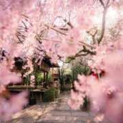 ヒメ日記 2025/03/31 20:18 投稿 つかさ タレント倶楽部Around40