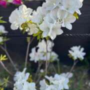 ヒメ日記 2025/05/03 21:38 投稿 つかさ タレント倶楽部Around40