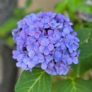 ヒメ日記 2025/07/01 07:04 投稿 つかさ タレント倶楽部Around40