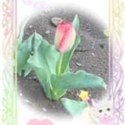 ヒメ日記 2026/03/29 23:36 投稿 佐藤瑞希 五十路マダム宇都宮店(カサブランカグループ)