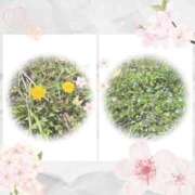 佐藤瑞希 皆様　おはようございます。。( ・∇・) 五十路マダム宇都宮店(カサブランカグループ)