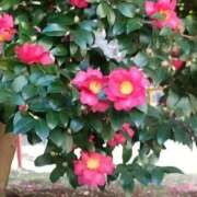 ヒメ日記 2024/12/30 09:11 投稿 片野 熟らぶ