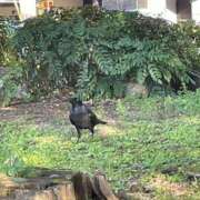 ヒメ日記 2025/07/29 11:35 投稿 相田 熟らぶ