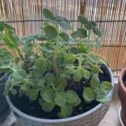 ヒメ日記 2025/08/02 12:55 投稿 相田 熟らぶ