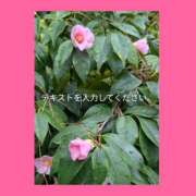 ヒメ日記 2025/12/22 12:24 投稿 椿 熟らぶ