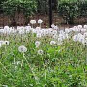 ヒメ日記 2025/04/26 13:01 投稿 仁科きい 甲府回春アロマージュ