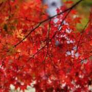 ヒメ日記 2025/11/14 09:24 投稿 あいな ちゃんこ本厚木店