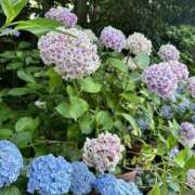 ヒメ日記 2025/06/18 09:18 投稿 れいな One More奥様　厚木店