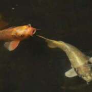 ヒメ日記 2024/12/09 12:33 投稿 舞(まい) ロケットワイフ