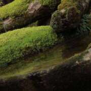 ヒメ日記 2024/12/09 21:45 投稿 舞(まい) ロケットワイフ