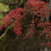 ヒメ日記 2024/12/11 22:33 投稿 舞(まい) ロケットワイフ