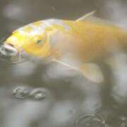 ヒメ日記 2024/12/13 12:30 投稿 舞(まい) ロケットワイフ