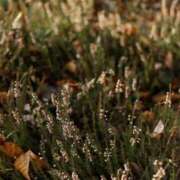 ヒメ日記 2024/12/18 07:49 投稿 舞(まい) ロケットワイフ