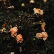 ヒメ日記 2025/01/16 07:22 投稿 舞(まい) ロケットワイフ