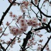 ヒメ日記 2025/03/16 22:38 投稿 舞(まい) ロケットワイフ