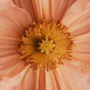 ヒメ日記 2025/03/21 14:48 投稿 舞(まい) ロケットワイフ