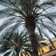 ヒメ日記 2025/03/22 08:01 投稿 舞(まい) ロケットワイフ