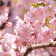 ヒメ日記 2025/03/24 22:11 投稿 舞(まい) ロケットワイフ