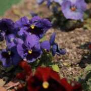 ヒメ日記 2025/03/25 21:59 投稿 舞(まい) ロケットワイフ