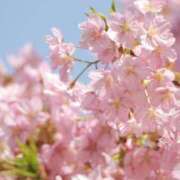 ヒメ日記 2025/03/26 11:19 投稿 舞(まい) ロケットワイフ