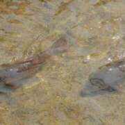 ヒメ日記 2025/03/28 08:03 投稿 舞(まい) ロケットワイフ